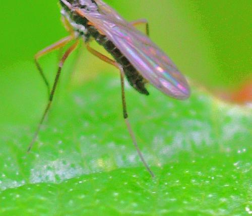 Réf. 342 730 : Dolichocephala sp.